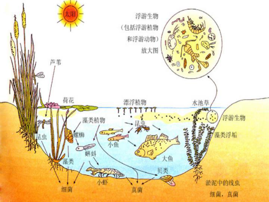 群落的结构000..ppt_第1页