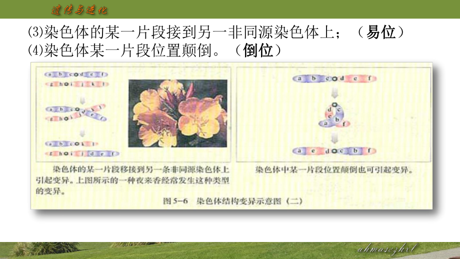 染色体变异.pptx_第3页