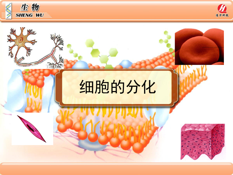 《细胞的分化》PPT课件.ppt_第1页