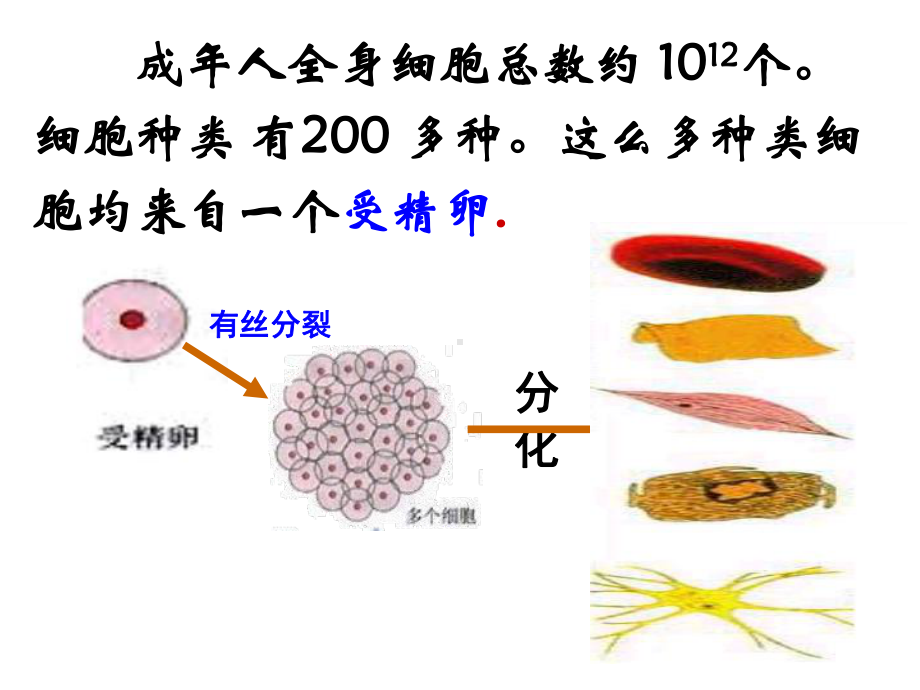 《细胞的分化》PPT课件.ppt_第3页