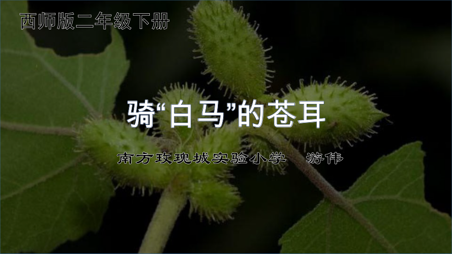 《骑白马的苍耳》ppt课件.ppt_第3页