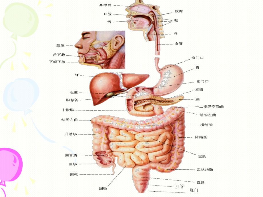（上课）消化系统PPT.ppt_第2页