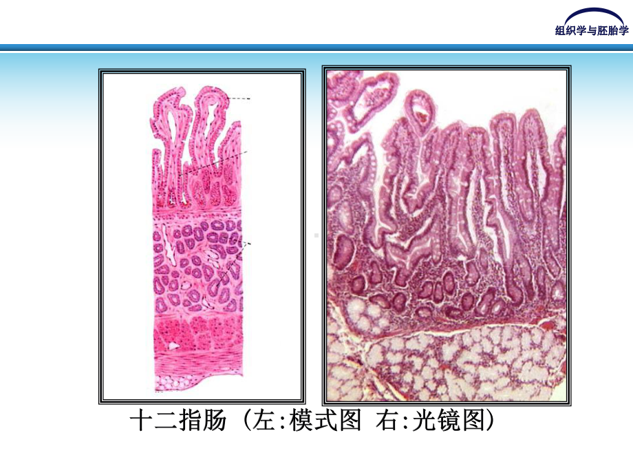 《消化管》课件2.ppt_第2页