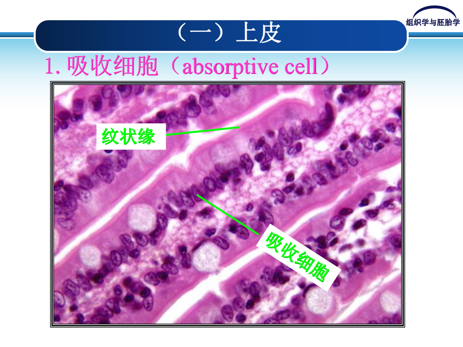 《消化管》课件2.ppt_第3页