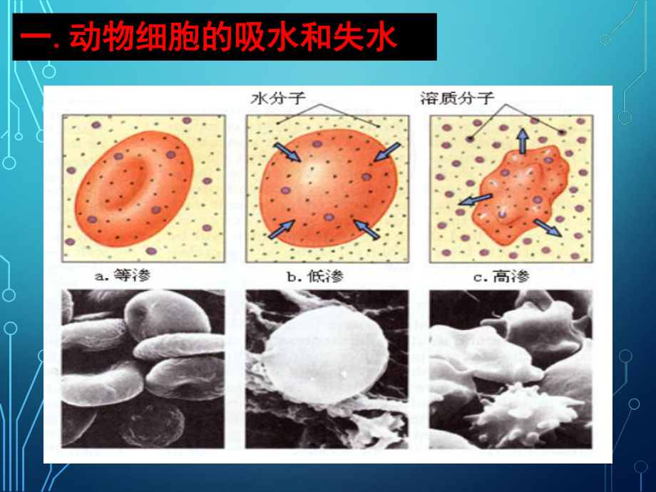 《物质跨膜运输的实例》课件(1).ppt_第2页