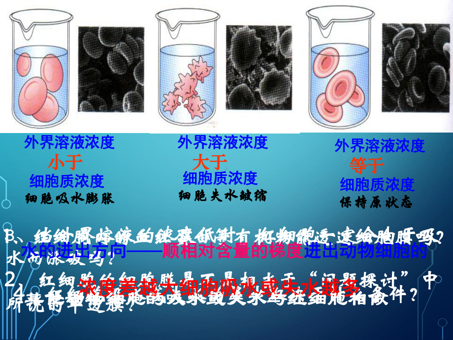 《物质跨膜运输的实例》课件(1).ppt_第3页