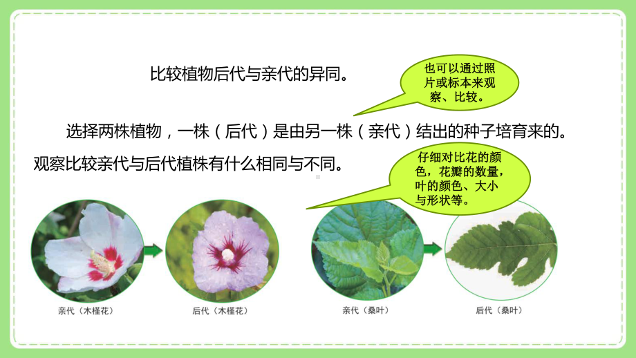 2022新教科版科学六年级下册第二单元3《形形色色的植物》课件.pptx_第3页