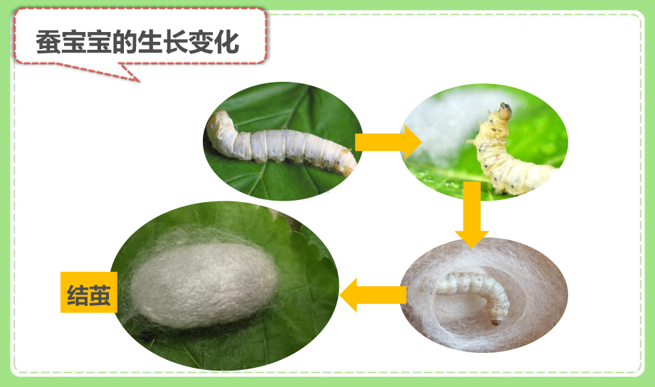 2021-2022新教科版三年级科学下册2-4《蚕变了新模样》课件.pptx_第3页