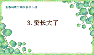 2021-2022新教科版三年级科学下册2-3《蚕长大了》课件.pptx