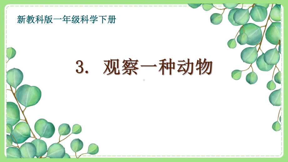 2021-2022新教科版一年级科学下册第二单元第3课《观察一种动物》课件.pptx_第1页