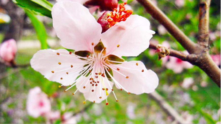 部编版四下语文（教学课件）4.三月桃花水.pptx_第2页