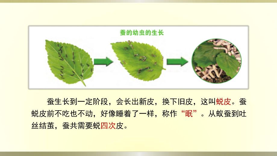 小学科学教科版三年级下册第二单元第3课《蚕长大了》课件8（2020新版）.pptx_第3页