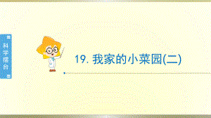 小学科学冀教版四年级下册第19课《我家的小菜园(二)》课件2（2021新版）.pptx