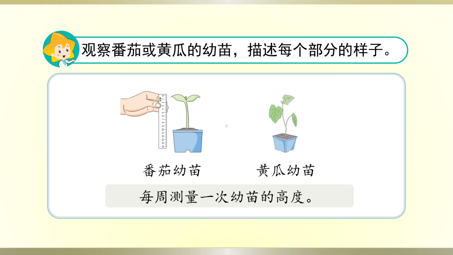 小学科学苏教版三年级下册第2课《幼苗长大了》课件8（2020新版）.pptx_第2页
