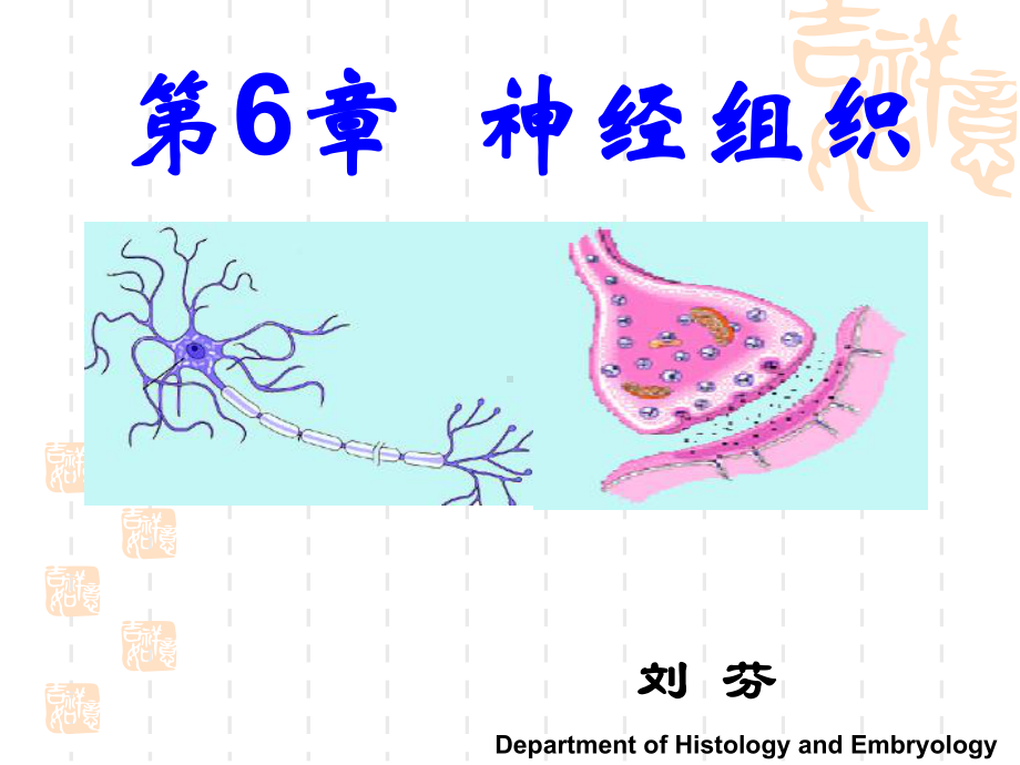 第6章 神经组织-芬.ppt_第2页