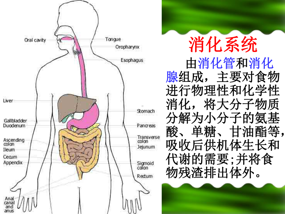 第11章 消化管-芬.ppt_第3页