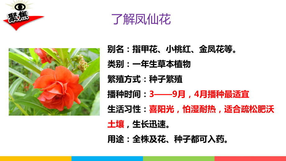 教科版四下科学1.2种植凤仙花课件.pptx_第3页