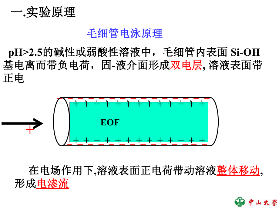 201705-新药物分析新实验-赖氨酸颗粒剂中的赖氨酸含量测定 最新.ppt_第2页