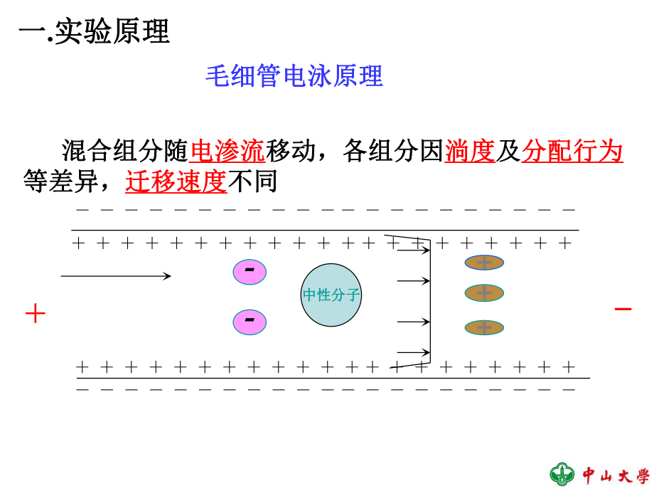 201705-新药物分析新实验-赖氨酸颗粒剂中的赖氨酸含量测定 最新.ppt_第3页