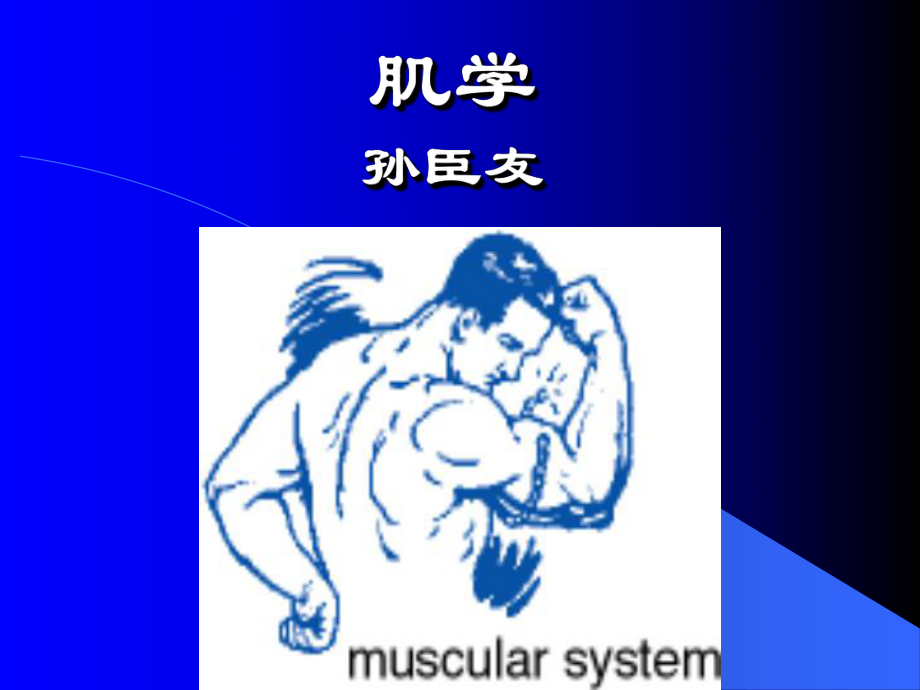 肌学-孙臣友 - 1.ppt_第1页