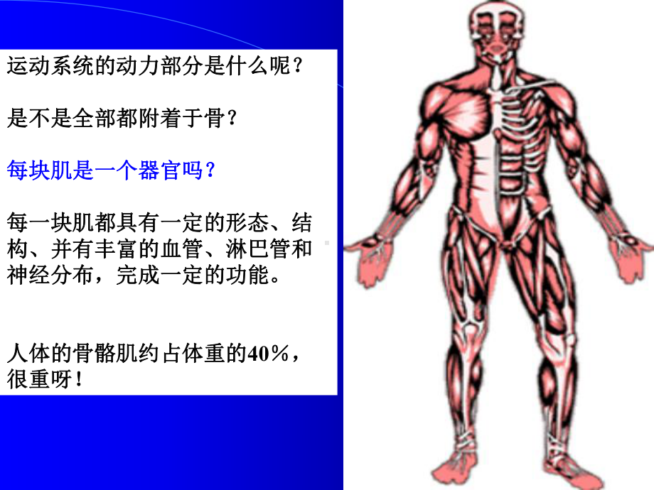 肌学-孙臣友 - 1.ppt_第2页