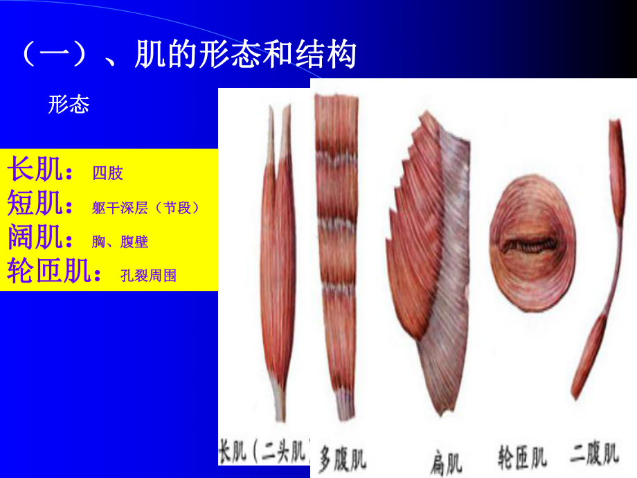 肌学-孙臣友 - 1.ppt_第3页