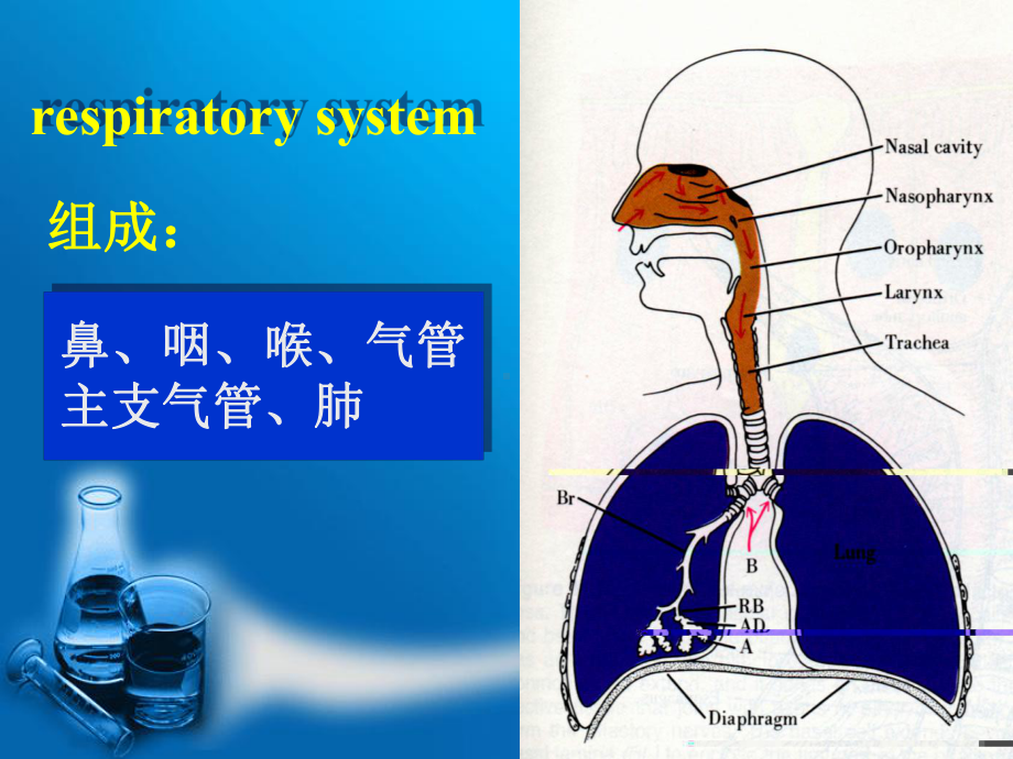 第13章 呼吸系统-芬.ppt_第2页