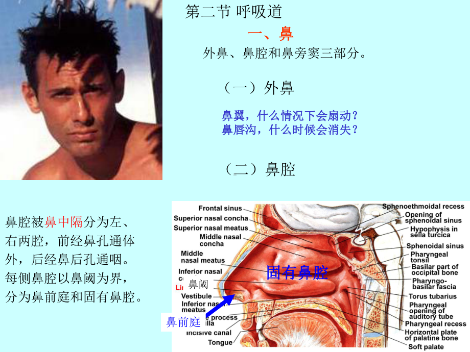 呼吸和泌尿系统.ppt_第3页