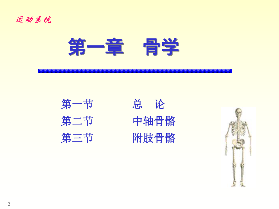 骨学-实验课-孙臣友-2012-2013-2.ppt_第2页