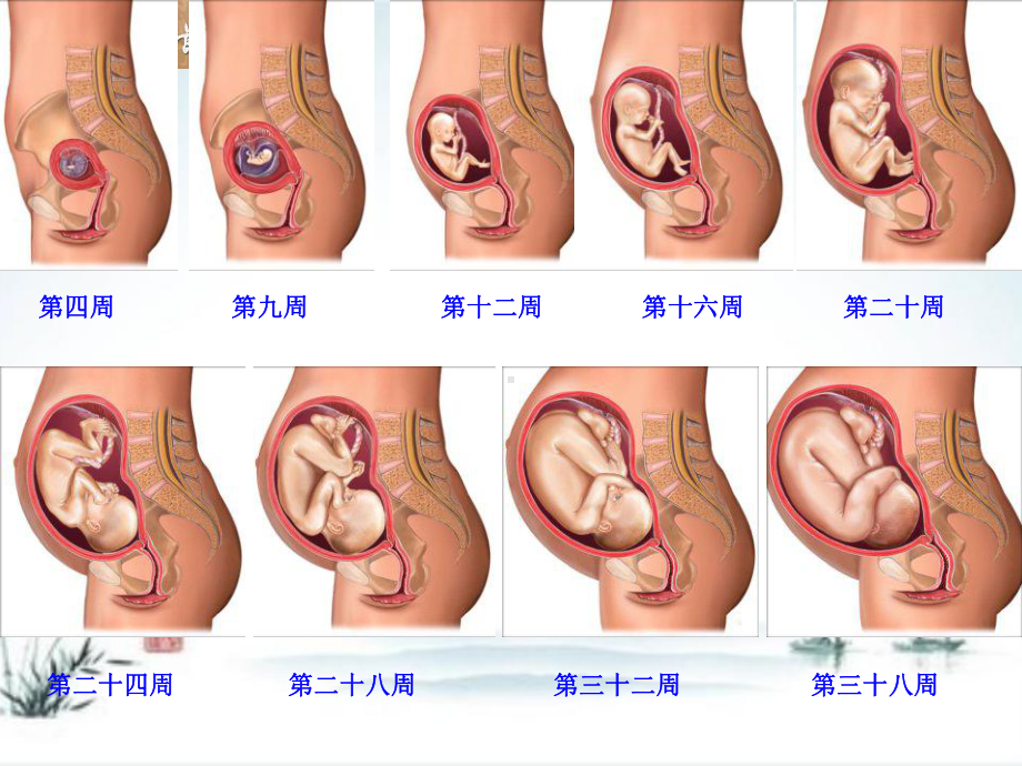 苏教版五下科学3.3我是怎样出生的.pptx_第3页