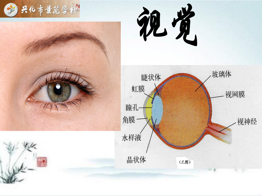 苏教版五下科学5.3 感 觉.pptx_第3页