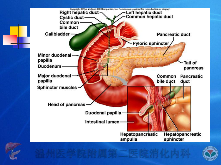 （内科学）急性胰腺炎.ppt_第3页