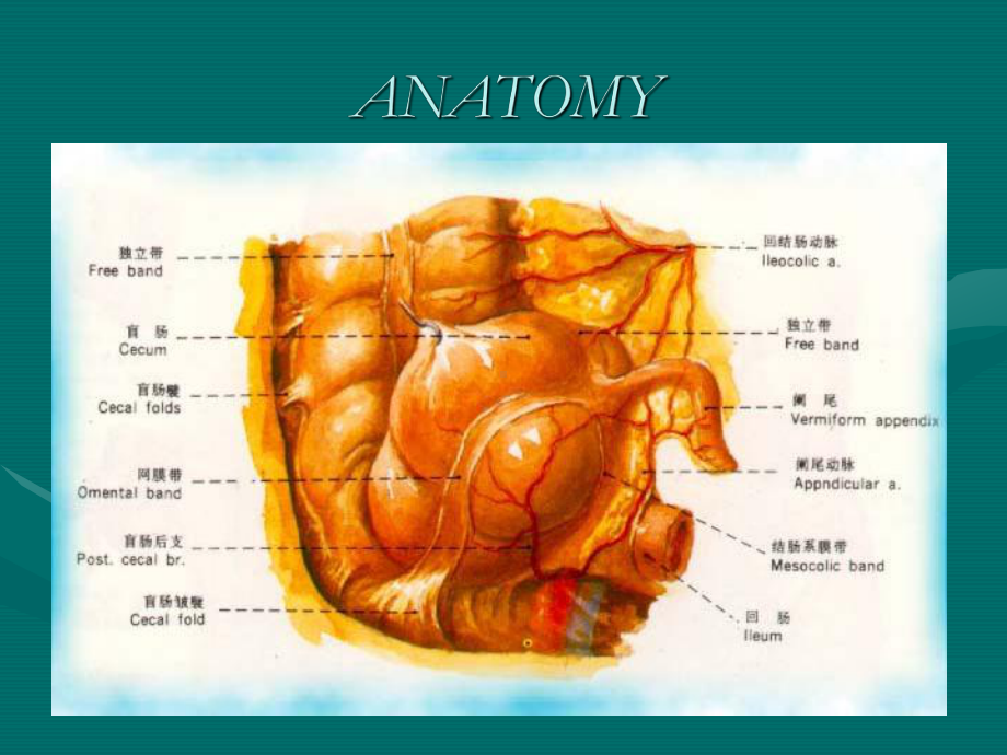 消化系统外科学课件：急性阑尾炎2014.ppt_第3页