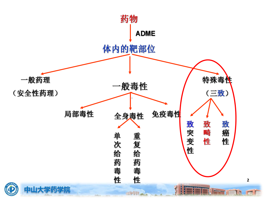 药物毒理学课件：reproductivity study .pptx_第2页