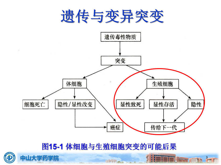 药物毒理学课件：reproductivity study .pptx_第3页