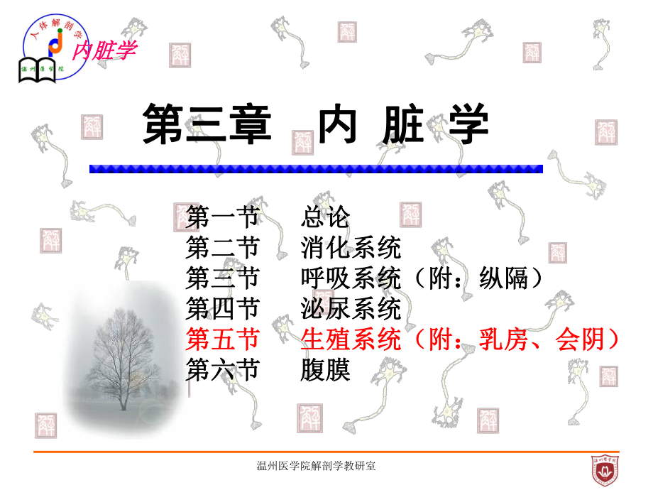 系统解剖课件：生殖.ppt_第1页