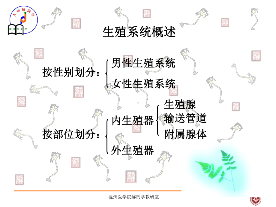 系统解剖课件：生殖.ppt_第2页