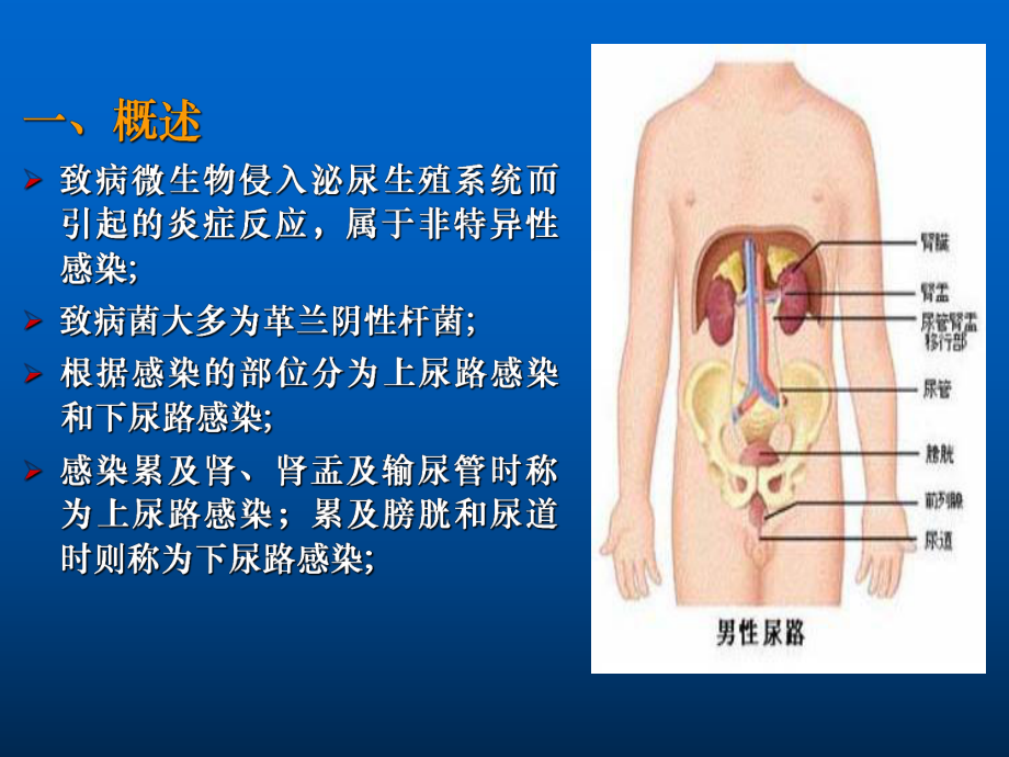 zhanying泌尿男生殖系统感染、结核.ppt_第2页