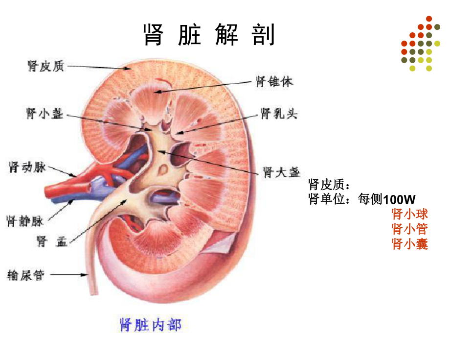 （核医学）第11章肾显像及功能测定.ppt_第2页