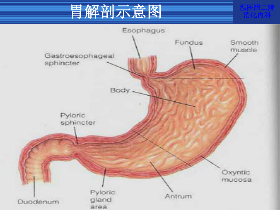 （内科学）消化性溃疡.ppt_第3页