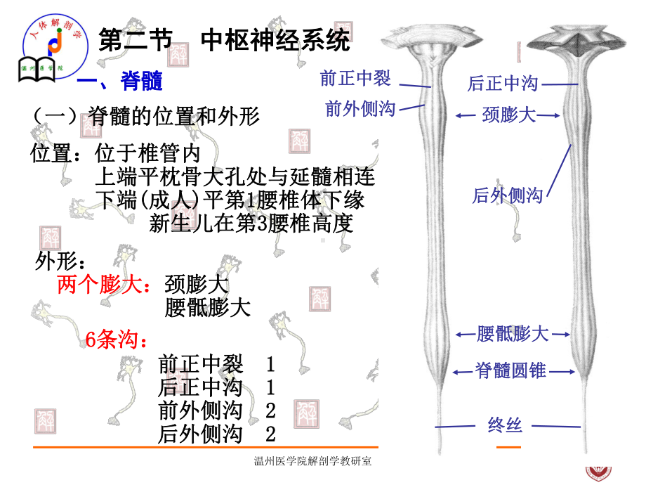 系统解剖课件：中枢神经系统.ppt_第2页