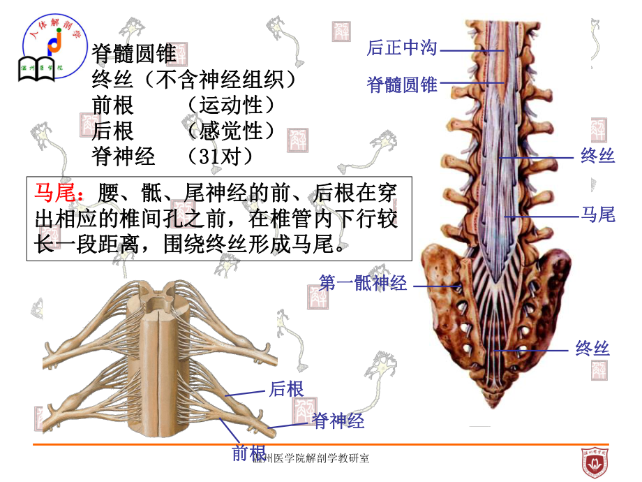 系统解剖课件：中枢神经系统.ppt_第3页