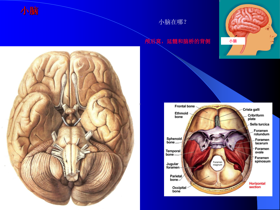 小脑 间脑 端脑-孙臣友 -1.ppt_第2页