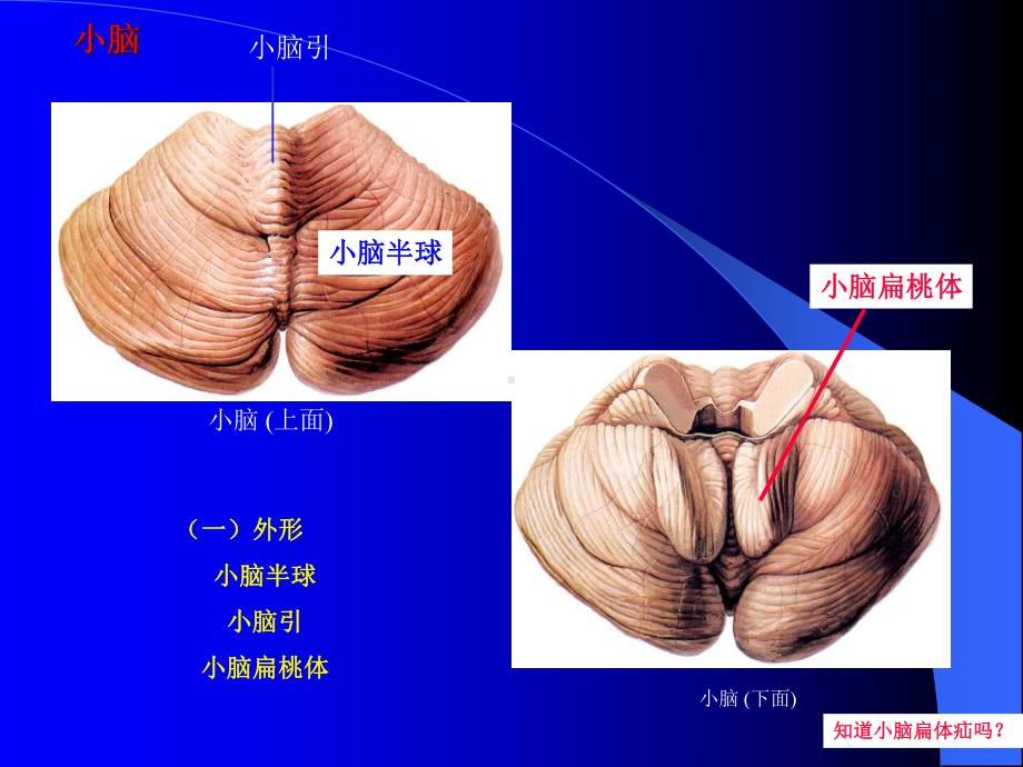 小脑 间脑 端脑-孙臣友 -1.ppt_第3页