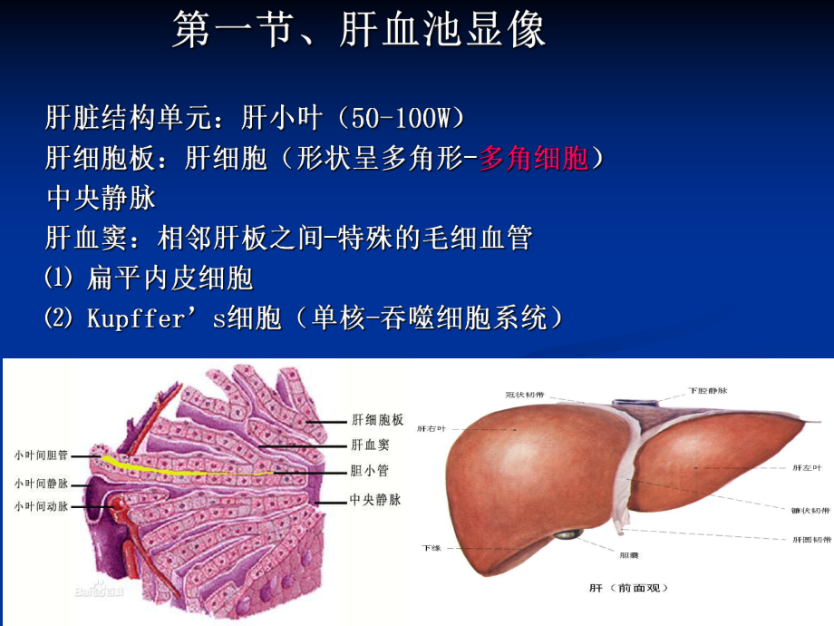 （核医学）第10章消化系统显像.ppt_第2页