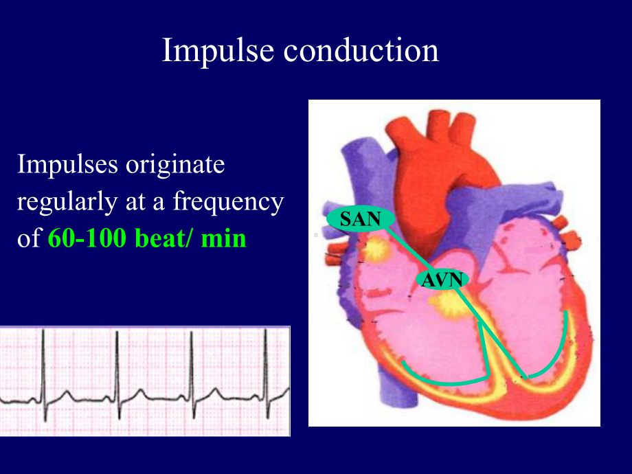 循环系统内科学心律失常-英文教学课件：Prof.-Randa-Cardiac-Arrhythmias.ppt_第2页