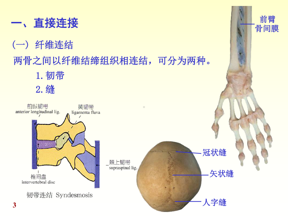 系统解剖学第七版chapter02关节学.ppt_第3页