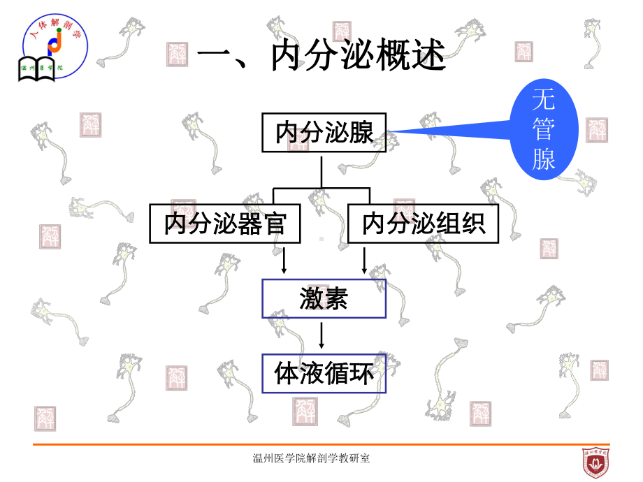 系统解剖课件：内分泌系统.ppt_第2页