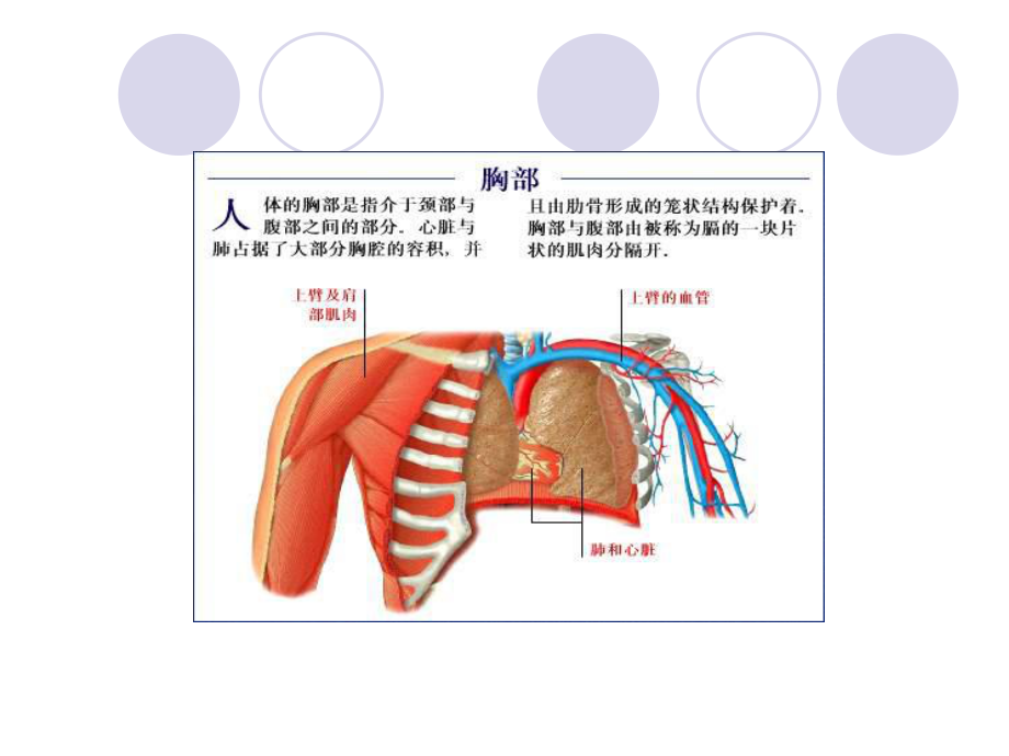 胸部损伤教案.ppt_第3页