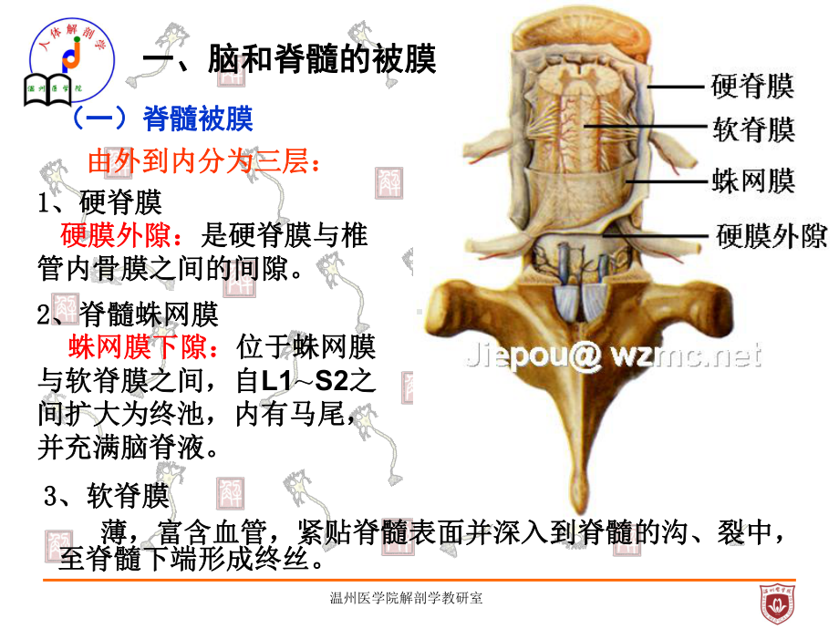 系统解剖课件：脑脊被膜、血管及CSF循环.ppt_第2页